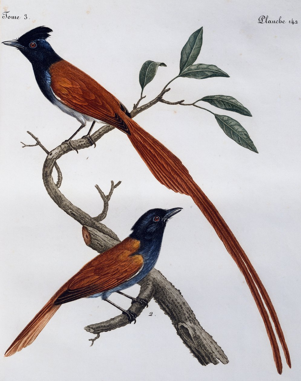 斑点飞禽（Muscicapa striata）的雄性和雌性，雕刻自《非洲自然鸟类史》。 作者 弗朗索瓦·勒·威兰特