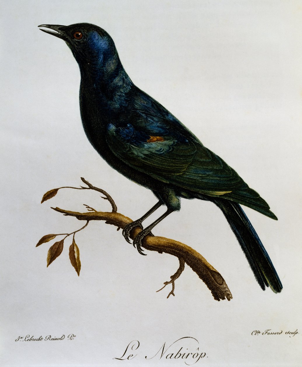 淡翅椋鸟 (Onychognathus nabouroup)，来自 Histoire Naturelle des Oiseaux d