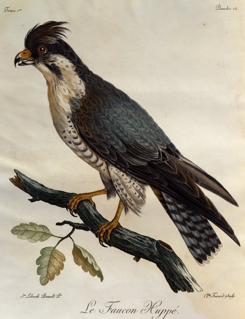 游隼 (Falco peregrinus)，来自非洲鸟类自然历史的雕刻 作者 弗朗索瓦·勒·威兰特