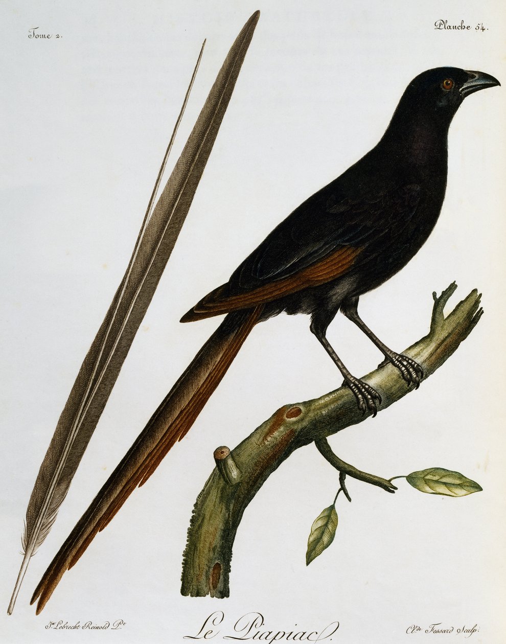 Piapiac (Ptilostomus afer)，雕刻自 Histoire Naturelle des Oiseaux d