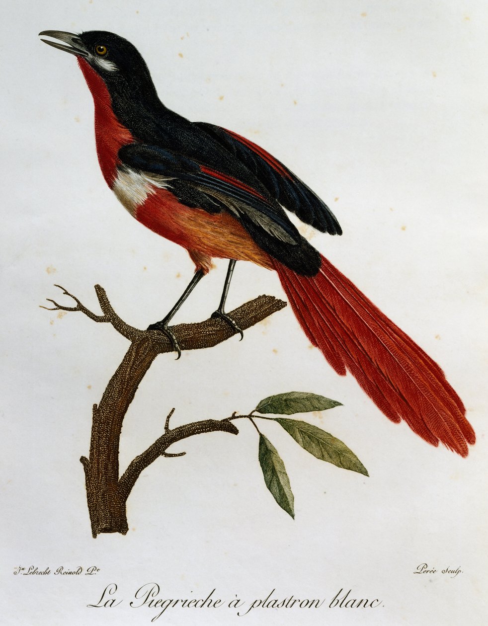 白色腹甲 piegriche (Lanius mystacus)，来自非洲鸟类自然历史的雕刻 作者 弗朗索瓦·勒·威兰特