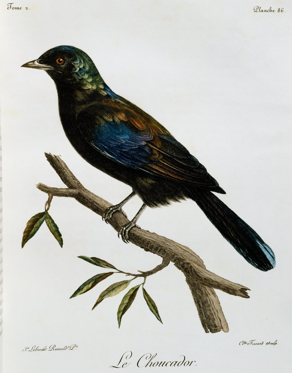 Principe Glossy-Starling (Lamprotornis ornatus), 雕刻自 Histoire Naturelle des Oiseaux d