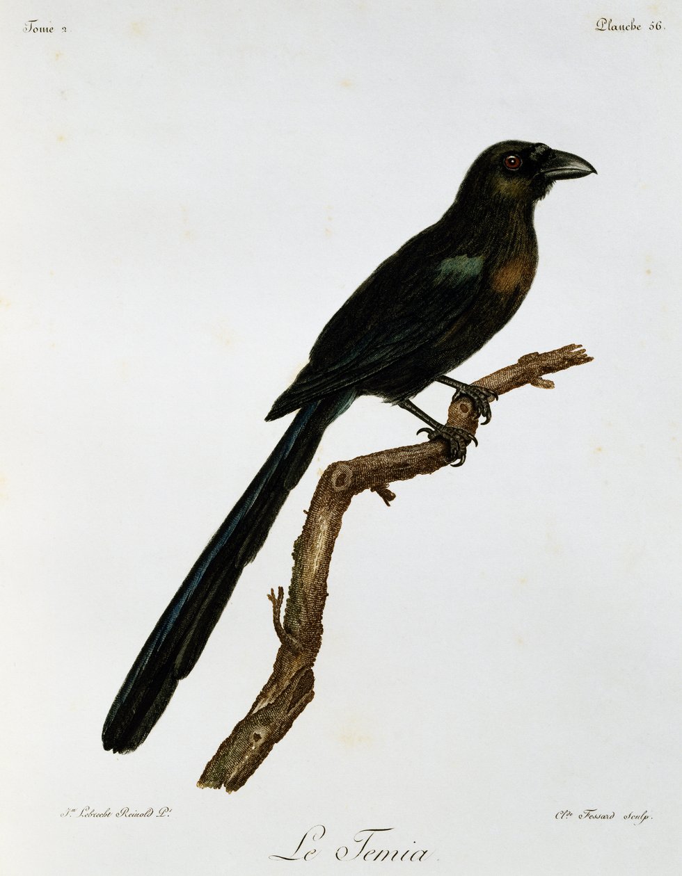 Racket-tailed Treepie (Crypsirina temia)，雕刻自 Histoire Naturelle des Oiseaux d