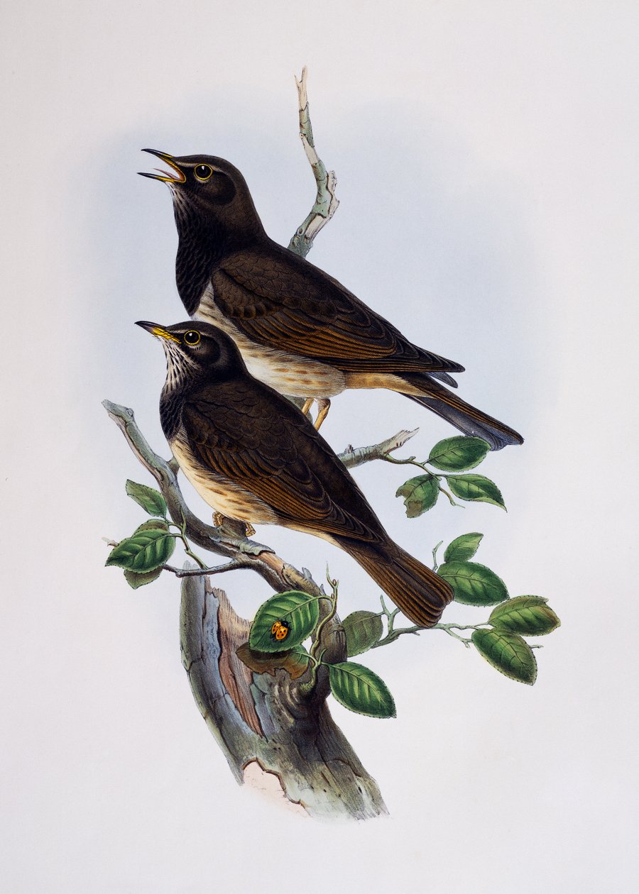 红肩光面椋鸟（Lamprotornis nitens），雕刻自《非洲自然鸟类史》。 作者 弗朗索瓦·勒·威兰特