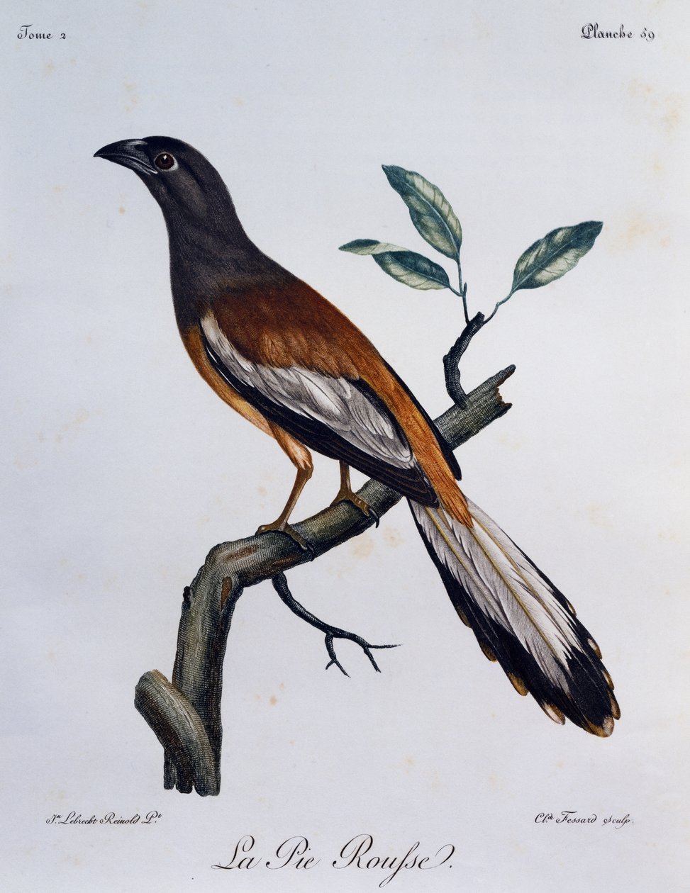 红褐色的树派 (Dendrocitta vagabunda)，来自非洲鸟类自然历史的雕刻 作者 弗朗索瓦·勒·威兰特