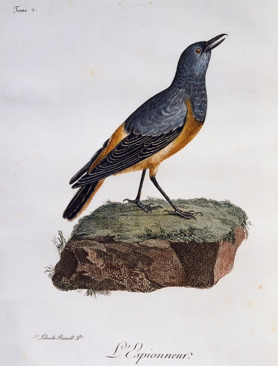 哨兵岩画眉（蒙蒂科拉探索者），雕刻自 Histoire Naturelle des Oiseaux d