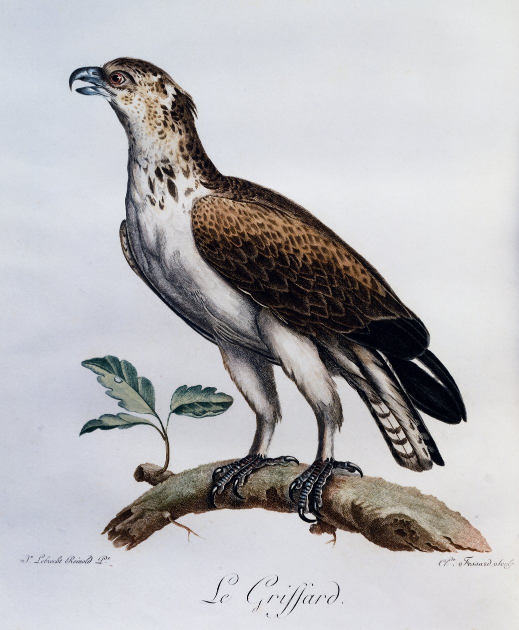 短趾蛇鹰（Circaetus gallicus），雕刻自《非洲自然鸟类史》。 作者 弗朗索瓦·勒·威兰特