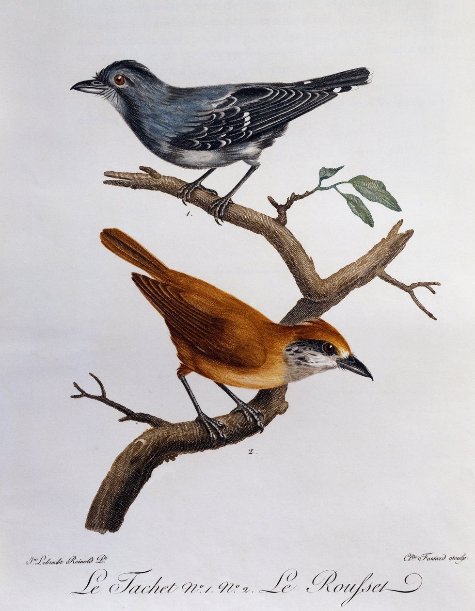 Tachet 和下方的 Rousset，来自 Histoire Naturelle des Oiseaux d