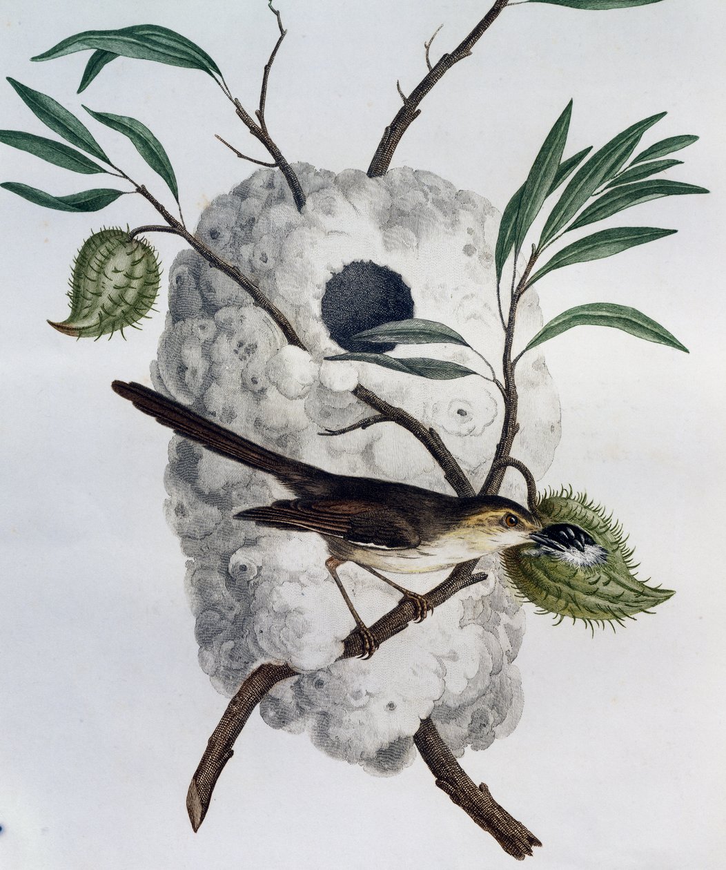 黄褐色侧翼 Prinia (Prinia subflava)，来自非洲鸟类自然史的雕刻 作者 弗朗索瓦·勒·威兰特