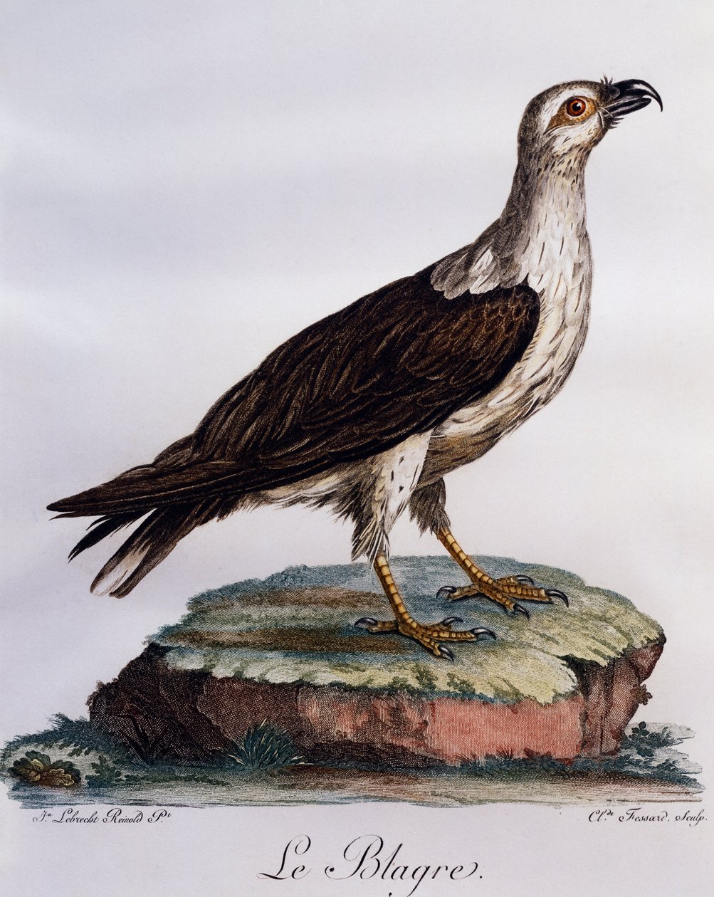 白腹鱼鹰（Haliaeetus leucogaster），雕刻自《非洲自然鸟类史》。 作者 弗朗索瓦·勒·威兰特