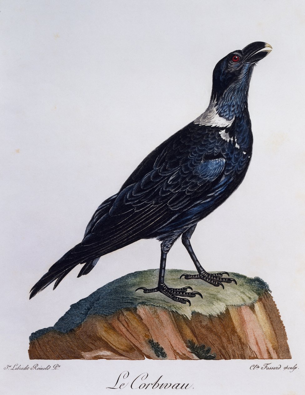 白颈乌鸦 (Corvus albicollis)，来自 Histoire Naturelle des Oiseaux d