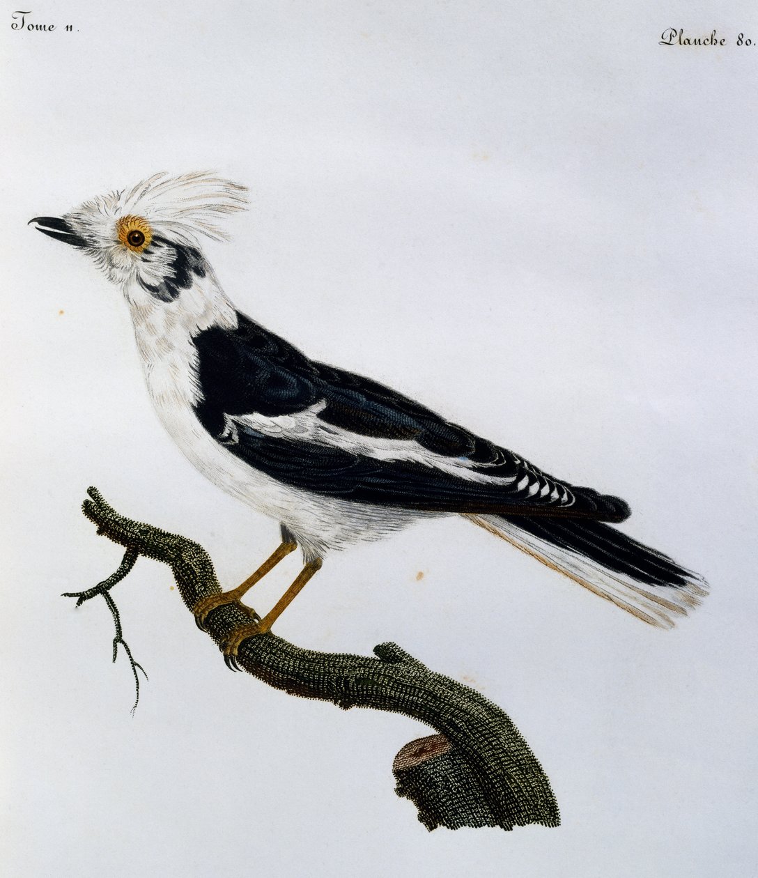 White Helmetshrike (Prionops splashus)，来自非洲鸟类自然历史的雕刻 作者 弗朗索瓦·勒·威兰特