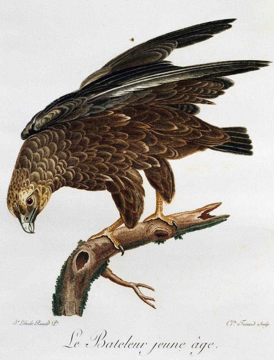 年轻的 Bateleur (Terathopius ecaudatus)，来自 Histoire Naturelle des Oiseaux d