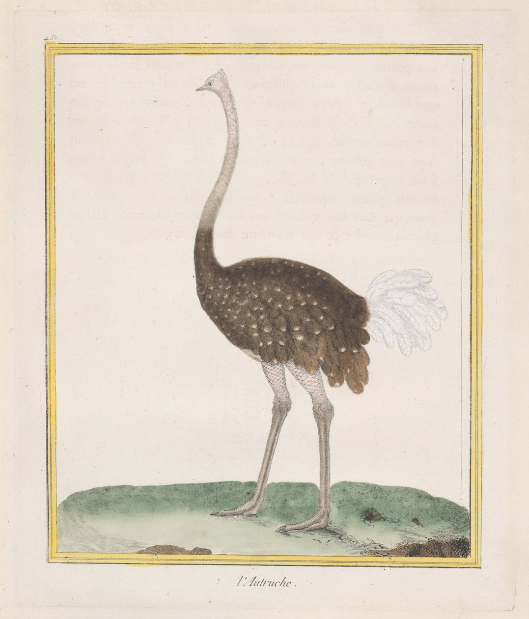 Autruche Ostrich, 1770-86. 作者 弗朗索瓦·尼古拉斯·马丁内