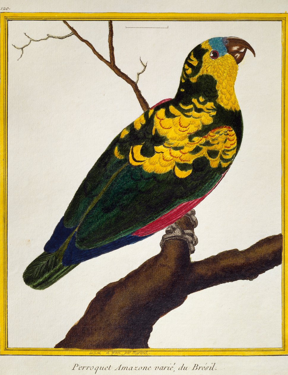 蓝额鹦鹉 (Amazona aestiva)，来自鸟类自然史 作者 弗朗索瓦·尼古拉斯·马丁内