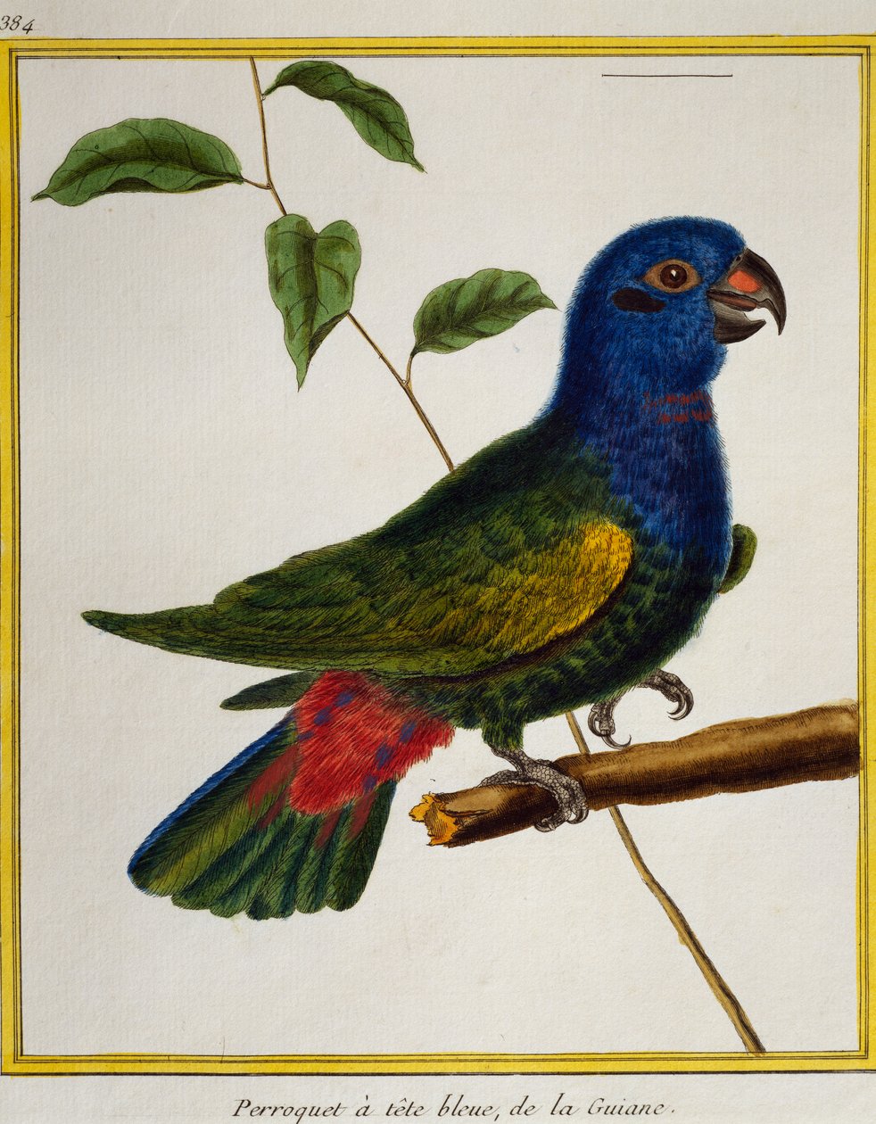蓝头鹦鹉（Pionus menstruus），来自《自然鸟类史》。 作者 弗朗索瓦·尼古拉斯·马丁内