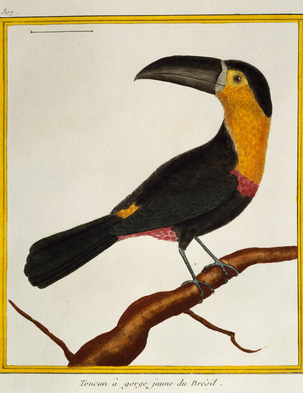 海湾嘴巨嘴鸟（Ramphastos vitellinus），来自《自然鸟类史》。 作者 弗朗索瓦·尼古拉斯·马丁内