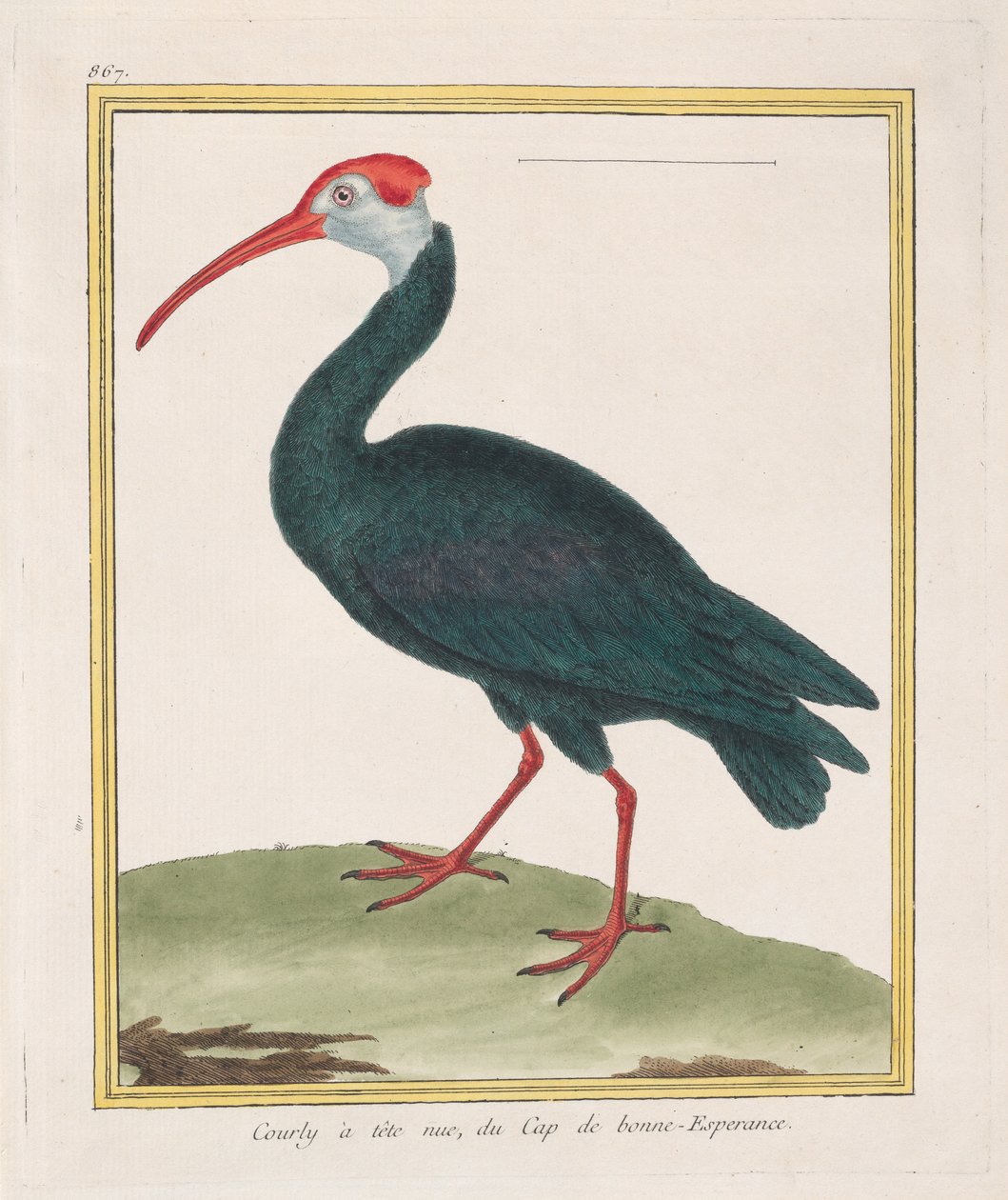 Courly à tête nu, du Cap de bonne Esperance Bald Ibis from the Cape of Good Hope, 1770-86. 作者 弗朗索瓦·尼古拉斯·马丁内