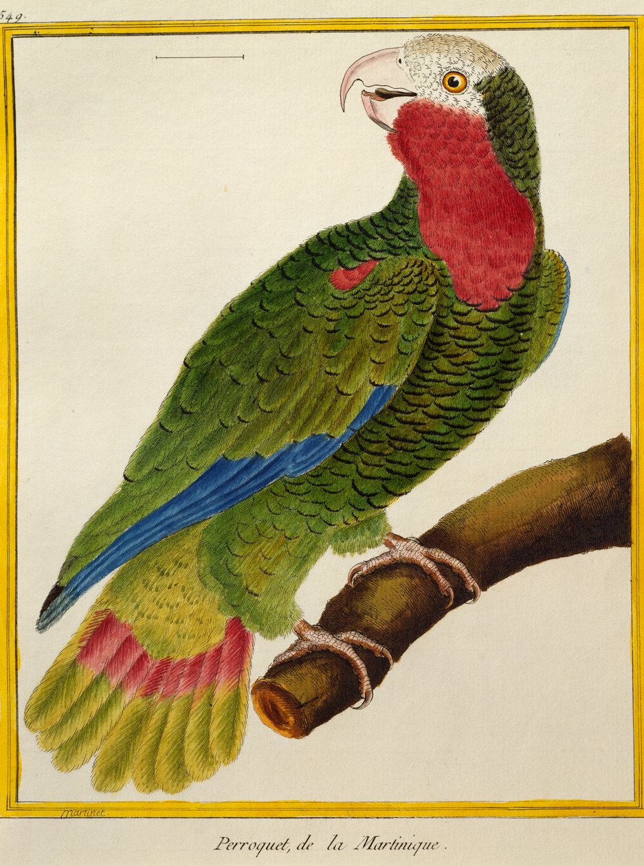 古巴鹦鹉（Amazona leucocephala），来自鸟类的自然历史 作者 弗朗索瓦·尼古拉斯·马丁内