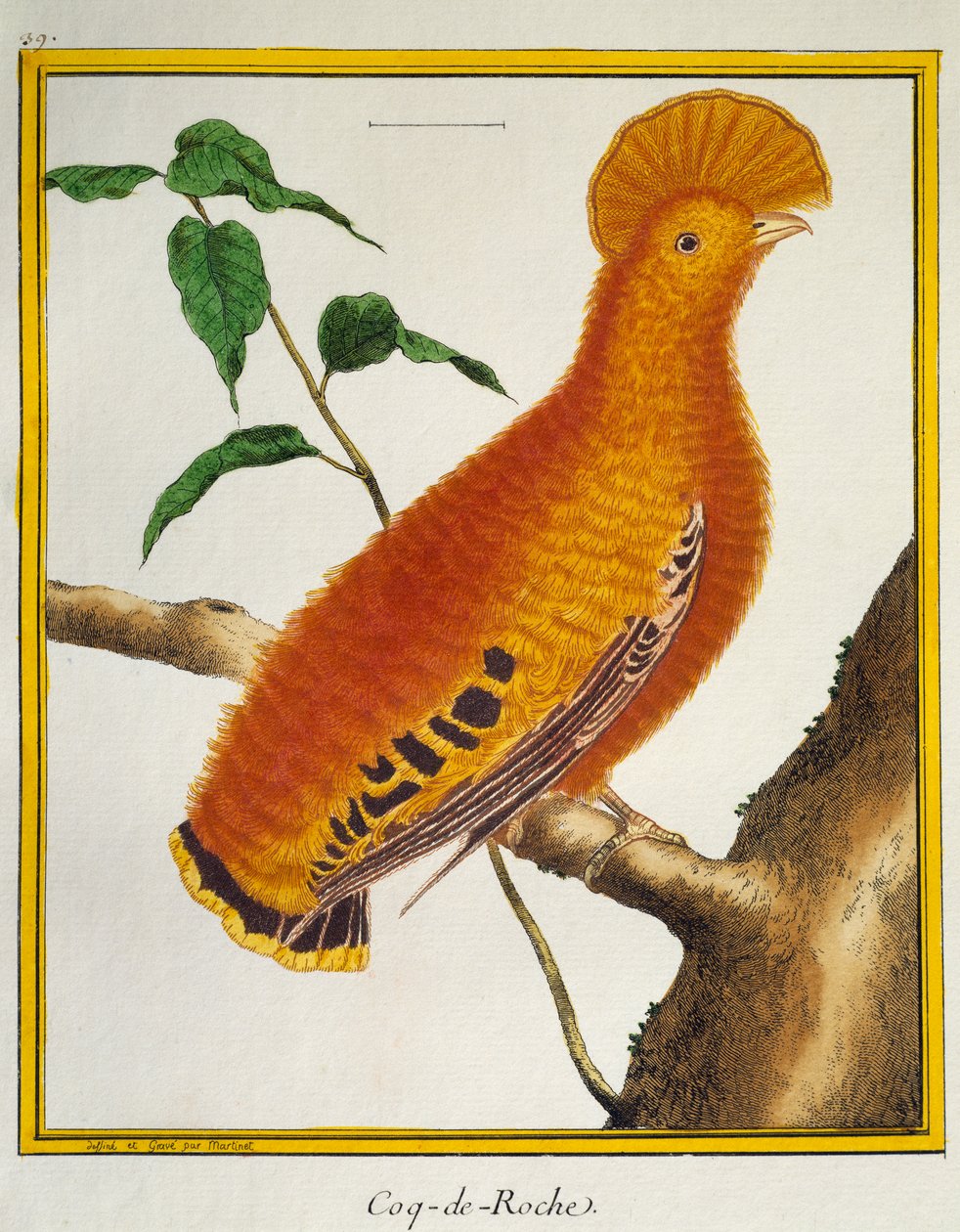 Guianan Cock-of-the-rock (Rupicola rupicola)，来自鸟类自然史 作者 弗朗索瓦·尼古拉斯·马丁内