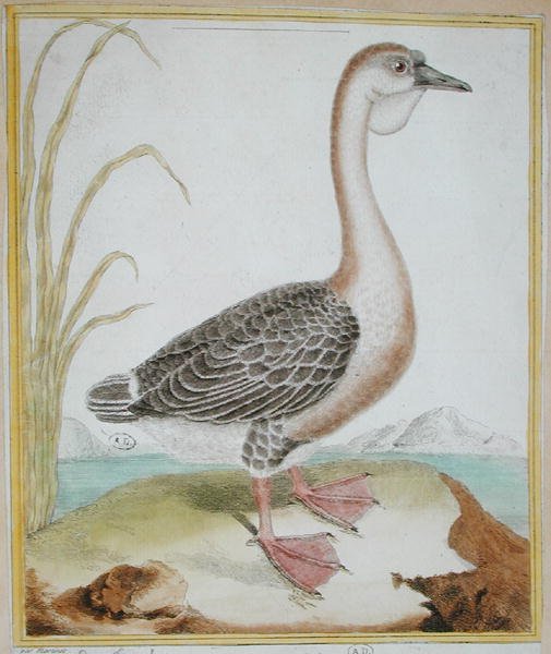 几内亚鸭，出自乔治-德-布冯（1707-88）的《自然鸟类史》，1777年出版（彩色雕刻）。 作者 弗朗索瓦·尼古拉斯·马丁内