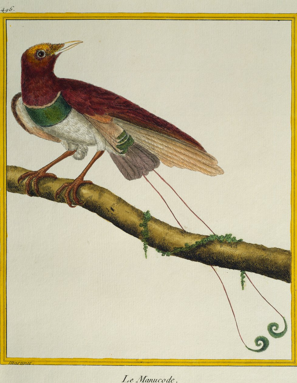 天堂鸟王 (Cicinnurus regius)，来自 Histoire naturelle des oiseaux 作者 弗朗索瓦·尼古拉斯·马丁内