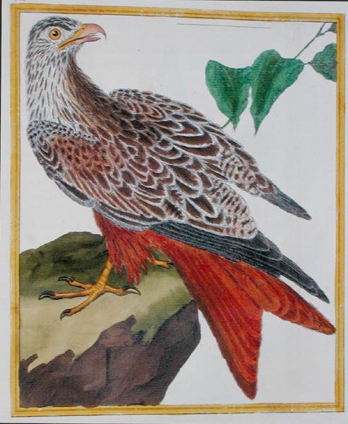 风筝，出自乔治-德-布冯（1707-88）的《自然鸟类史》，1777年出版（彩色雕刻）。 作者 弗朗索瓦·尼古拉斯·马丁内
