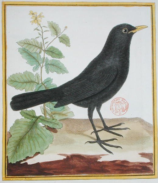 雄性法国黑鸟，出自乔治-杜-布冯的《自然鸟类史》（1707-88），1777年出版（彩色雕刻）。 作者 弗朗索瓦·尼古拉斯·马丁内