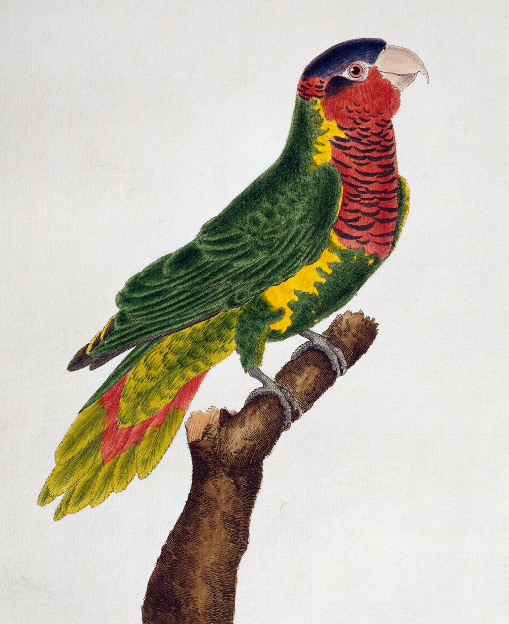 鹦鹉（Trichoglossus ornatus），来自鸟类的自然历史 作者 弗朗索瓦·尼古拉斯·马丁内