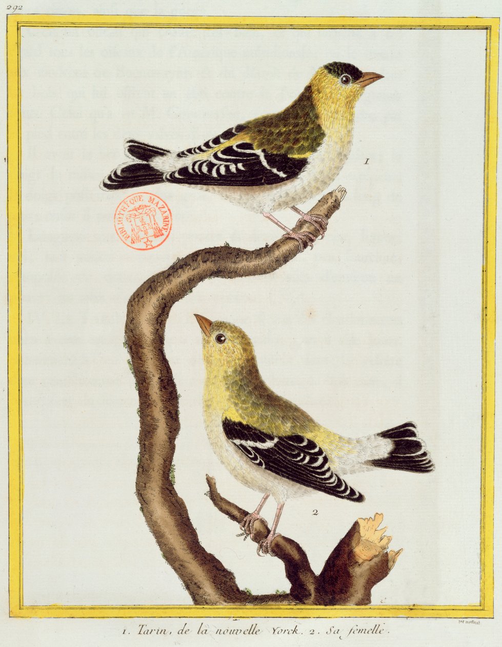一对siskins，来自Georges de Buffon的“Histoire Naturelle des Oiseaux”（1707-88）1777年出版 作者 弗朗索瓦·尼古拉斯·马丁内