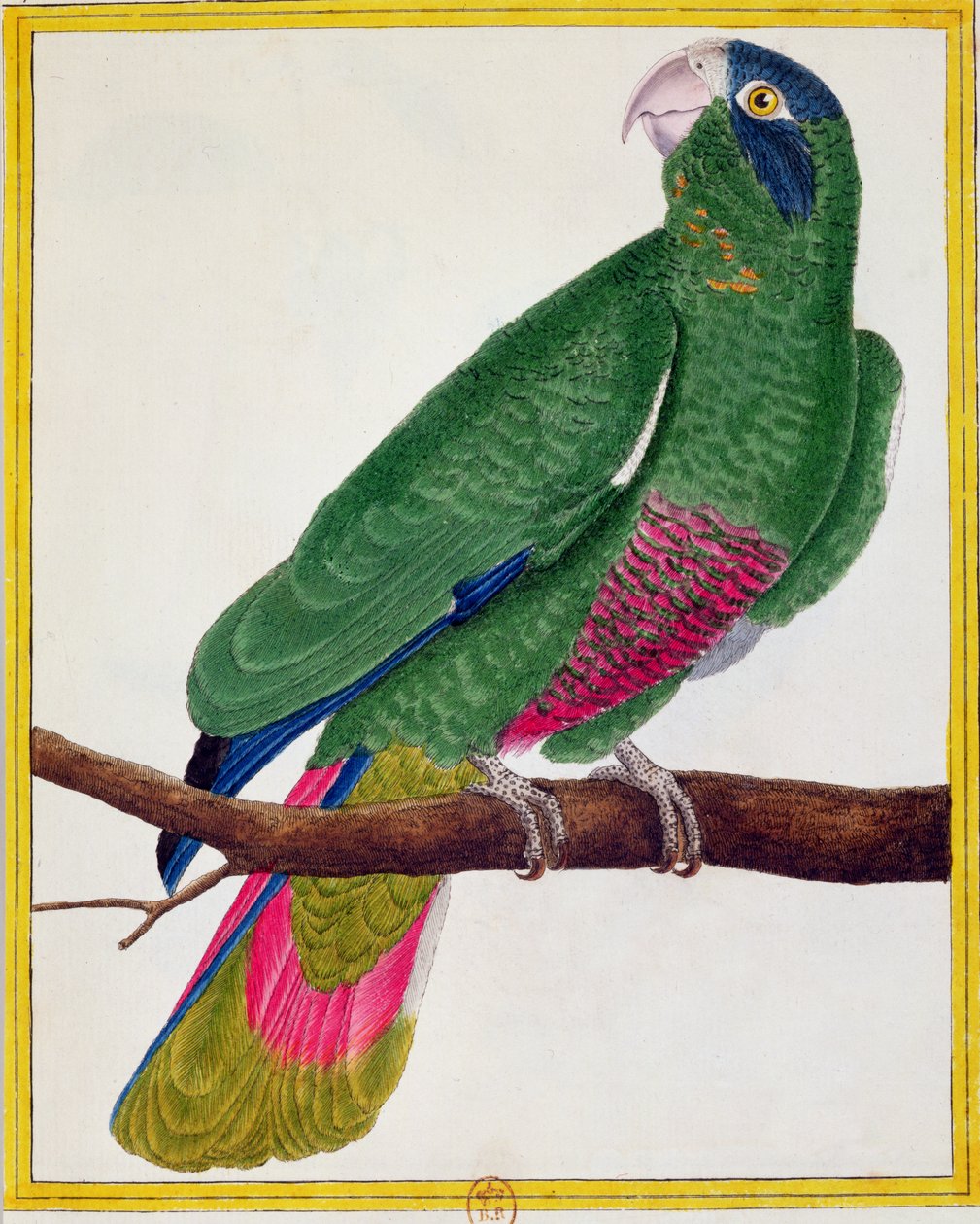 鹦鹉，来自Georges de Buffon的“Histoire Naturelle des Oiseaux”（1707-88）1777年出版 作者 弗朗索瓦·尼古拉斯·马丁内