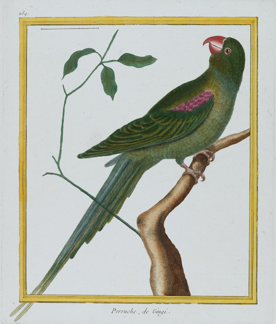 Perruche，de Gingi，1770-86（手工彩色雕刻） 作者 弗朗索瓦·尼古拉斯·马丁内
