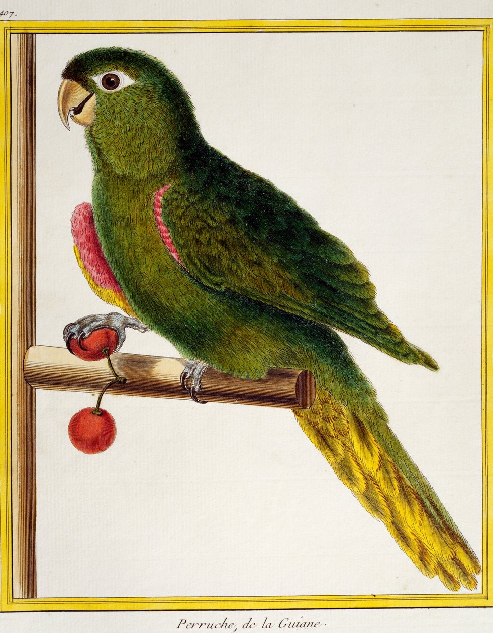 红肩金刚鹦鹉 (Diopsittaca nobilis)，来自鸟类自然史 作者 弗朗索瓦·尼古拉斯·马丁内