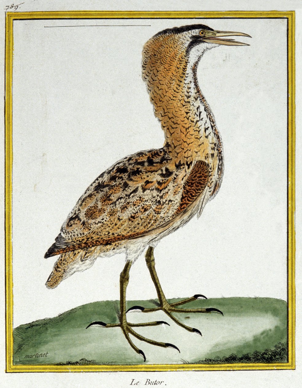 科学。 动物学。 卤水。 弗朗索瓦·尼古拉斯·马丁内 (Francois Nicolas Martinet) 的雕刻：Histoire naturelle des oiseaux，乔治·路易斯·勒克莱尔·德·布冯 (Georges Louis Leclerc de Buffon)，法国，约 1777 年（彩色雕刻） 作者 弗朗索瓦·尼古拉斯·马丁内