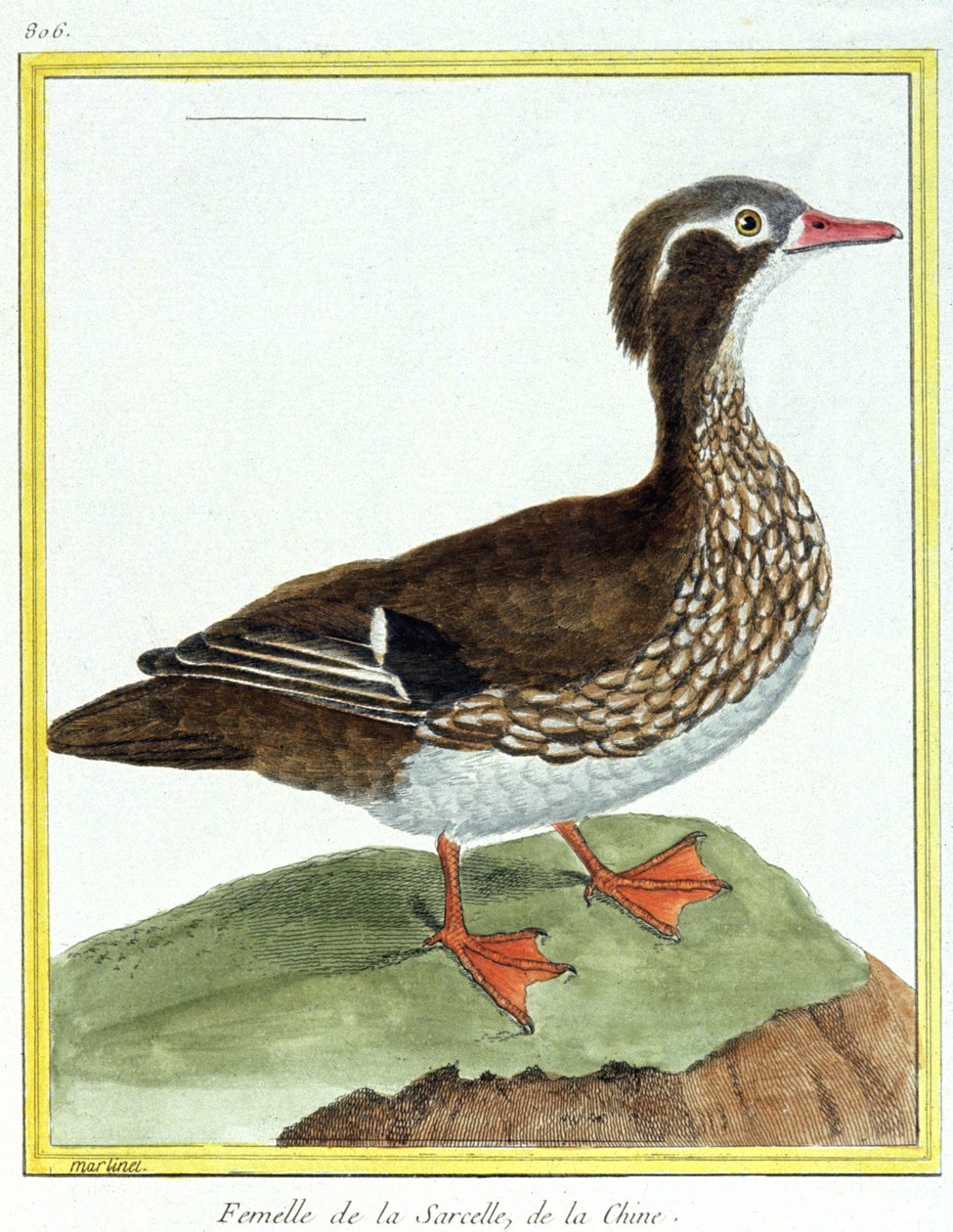 科学。 动物学。 中国青色。 弗朗索瓦·尼古拉斯·马丁内 (Francois Nicolas Martinet) 的雕刻：Histoire naturelle des oiseaux，乔治·路易斯·勒克莱尔·德·布冯 (Georges Louis Leclerc de Buffon)，法国，约 1777 年（彩色雕刻） 作者 弗朗索瓦·尼古拉斯·马丁内