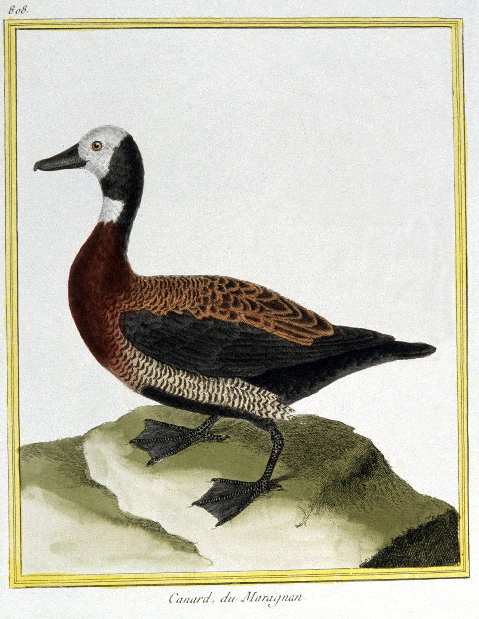 科学。 动物学。 Eurasion Wigeon。 弗朗索瓦·尼古拉斯·马丁内 (Francois Nicolas Martinet) 的雕刻：Histoire naturelle des oiseaux，乔治·路易斯·勒克莱尔·德·布冯 (Georges Louis Leclerc de Buffon)，法国，约 1777 年（彩色雕刻） 作者 弗朗索瓦·尼古拉斯·马丁内