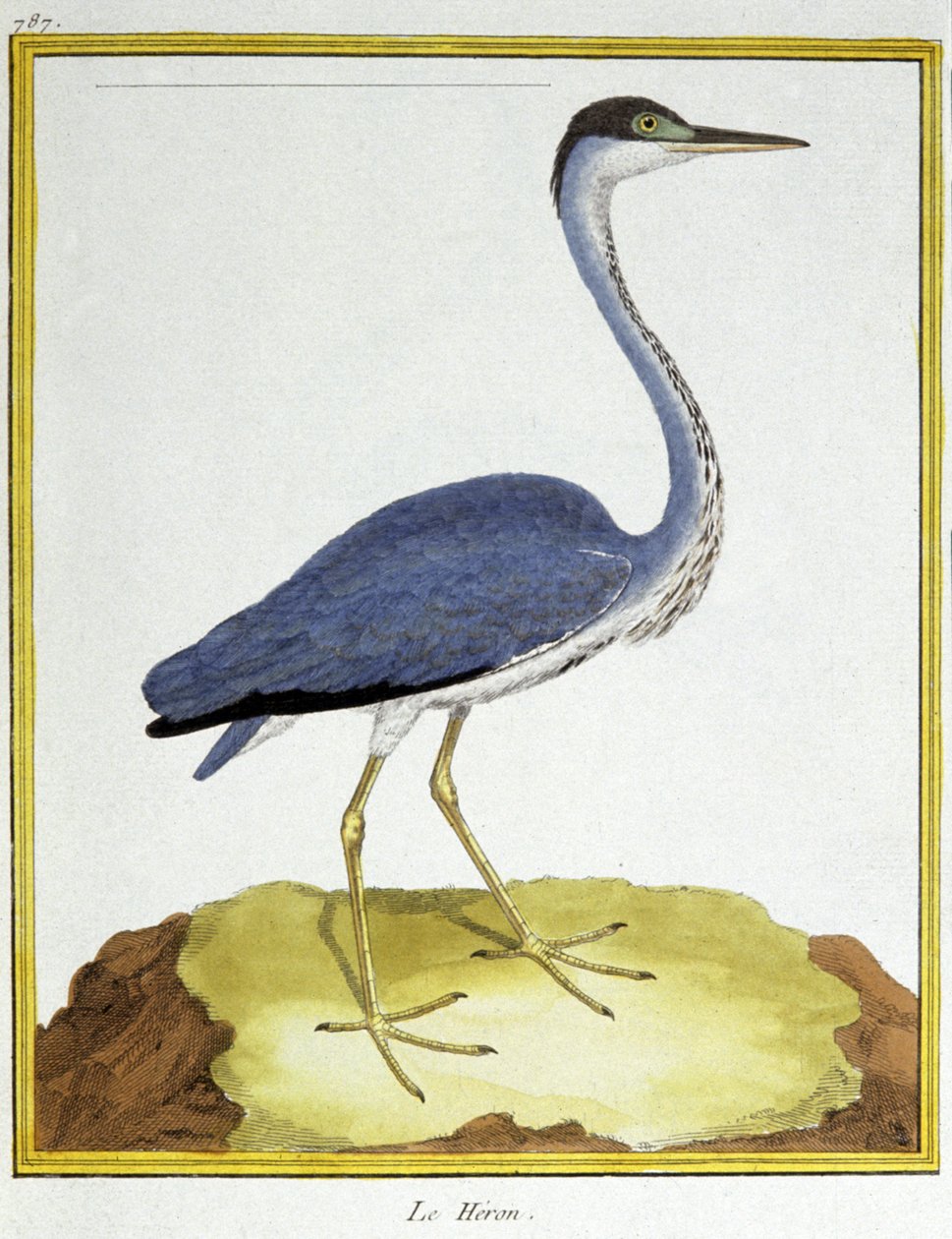 Science. Zoology. Heron. Engraving by Francois Nicolas Martinet in: Histoire naturelle des oiseaux, by Georges Louis Leclerc de Buffon, France, c.1777 (colour engraving) 作者 弗朗索瓦·尼古拉斯·马丁内
