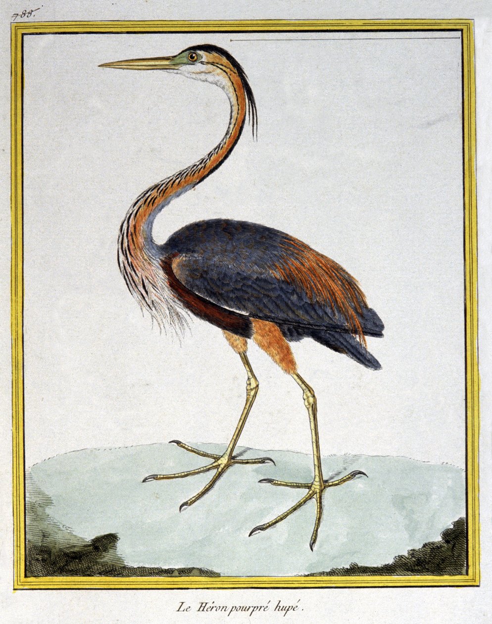 科学。 动物学。 紫鹭。 弗朗索瓦·尼古拉斯·马丁内 (Francois Nicolas Martinet) 的雕刻：Histoire naturelle des oiseaux，乔治·路易斯·勒克莱尔·德·布冯 (Georges Louis Leclerc de Buffon)，法国，约 1777 年（彩色雕刻） 作者 弗朗索瓦·尼古拉斯·马丁内
