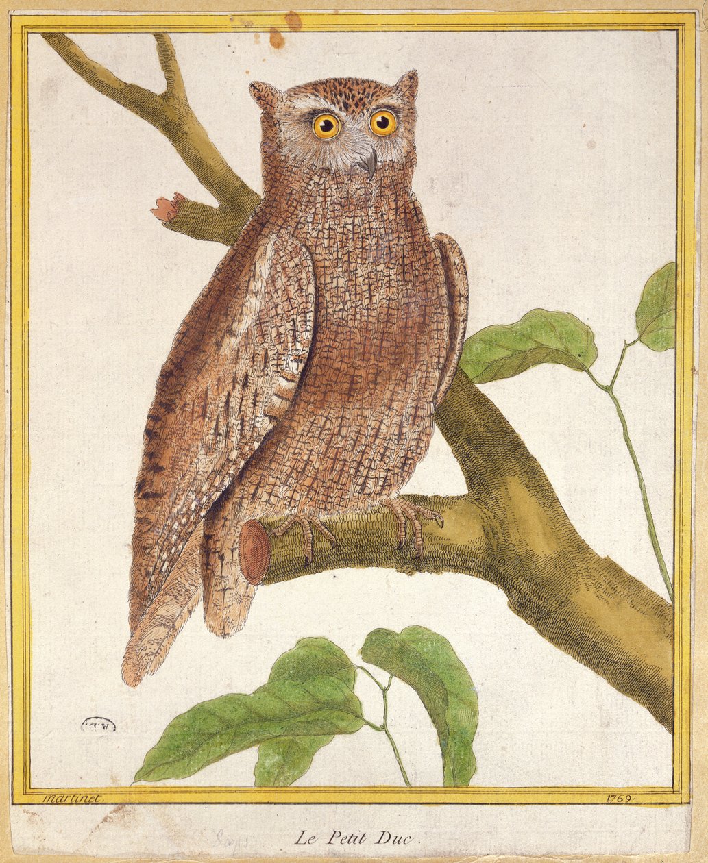 猫头鹰Scops，来自Georges de Buffon的“Histoire Naturelle des Oiseaux”（1707-88）1777年出版 作者 弗朗索瓦·尼古拉斯·马丁内