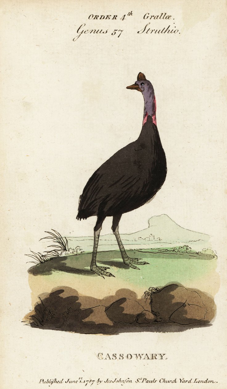 南方沙袋鼠，Casuarius casuarius 作者 弗朗索瓦·尼古拉斯·马丁内
