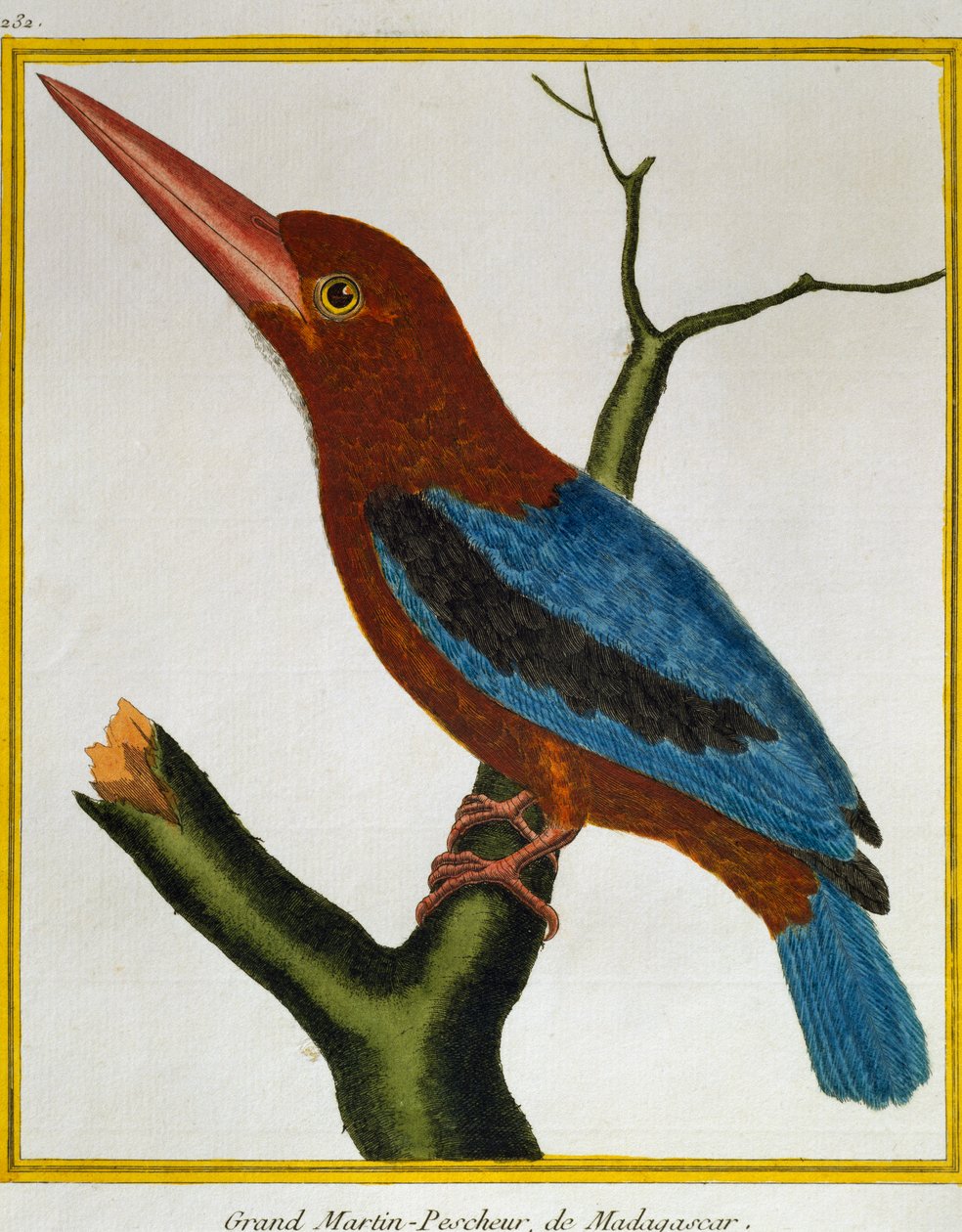 白喉翠鸟（Halcyon smyrnensis），来自《自然鸟类图鉴》。 作者 弗朗索瓦·尼古拉斯·马丁内