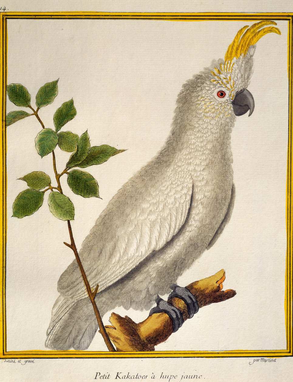 黄冠凤头鹦鹉（Cacatua sulphurea），来自《自然鸟类史》。 作者 弗朗索瓦·尼古拉斯·马丁内
