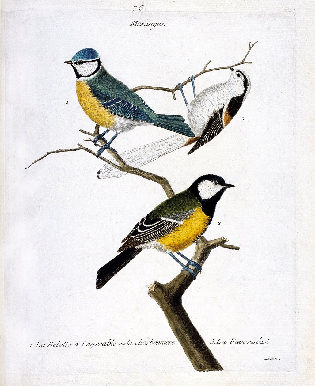 动物学委员会（鸟类学）。蛇类。1：Belotte（蓝色mesange或出现caeruleus），2.the pleasant or the charbonniere（mesange charbonniere或parus major。3.3.树枝上的受宠者（长尾的mesange或aegithalos caudatus）。插图 作者 弗朗索瓦·尼古拉斯·马丁内