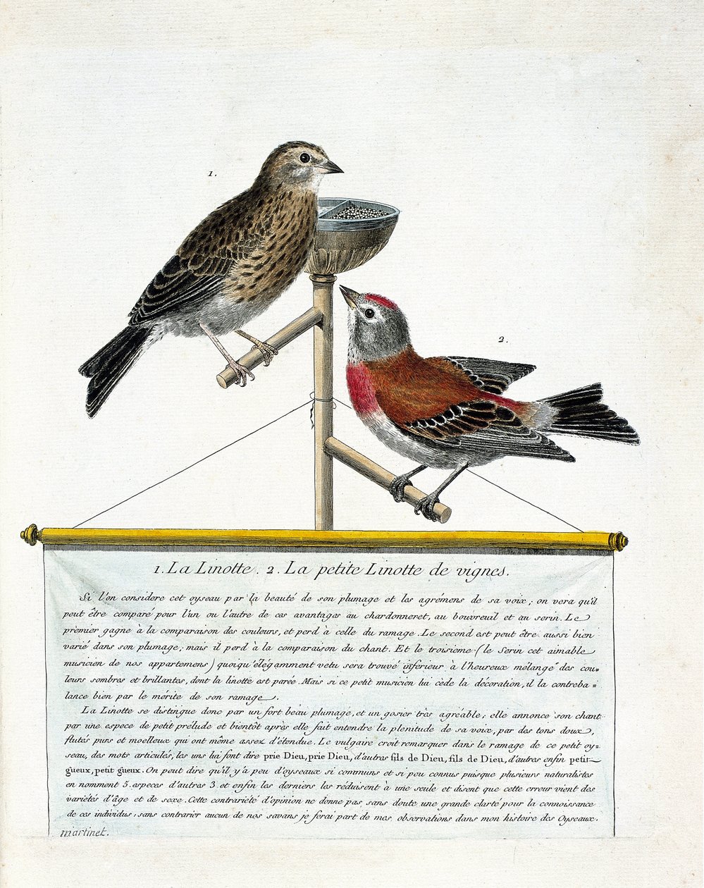 动物学板块（鸟类学）：从上到下。鹦鹉（melodious linotte）和葡萄树上的小鹦鹉（carduelis cannabina）在栖息。弗朗索瓦《鸟类的历史，在它们的出现和敏感方面的描绘》中的插图 作者 弗朗索瓦·尼古拉斯·马丁内