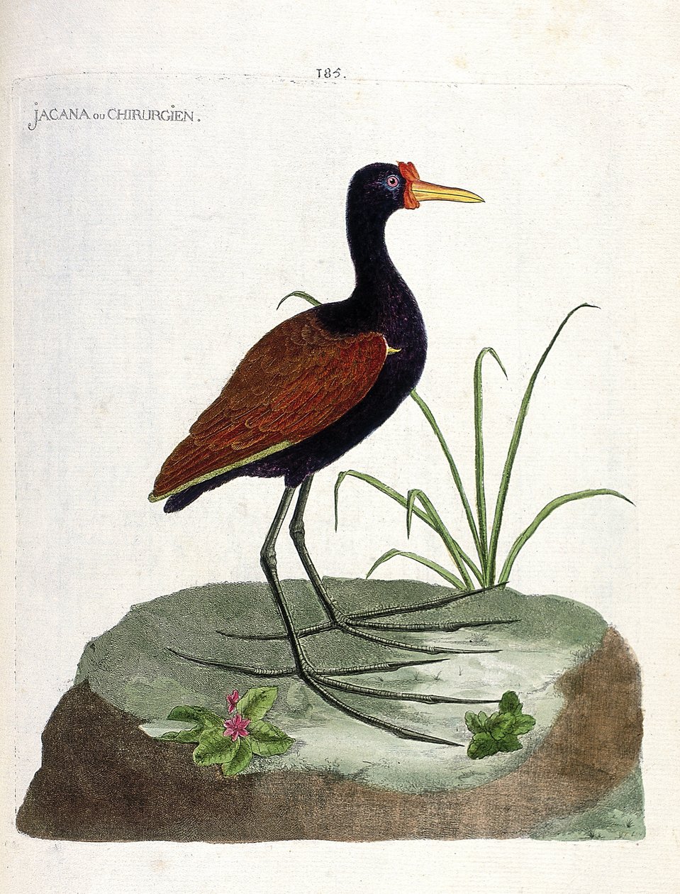 动物学委员会（鸟类学）：Jacana或外科医生（Jacana noir或Jacana jacaa）。弗朗索瓦-尼古拉-马丁内特（1731-1800）的《鸟类的历史，在它们的外表和敏感方面的绘画》中的插图。私人收藏。 作者 弗朗索瓦·尼古拉斯·马丁内