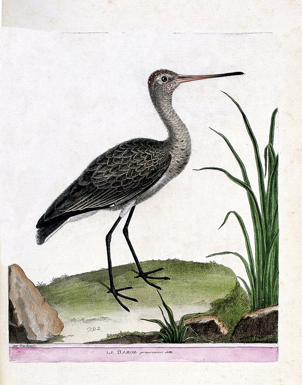 动物学板块（鸟类学）：驳岸本身（黑尾驳岸或limosa limosa）。弗朗索瓦-尼古拉-马丁内特（1731-1800）的《鸟类的历史，在它们的出现和敏感方面的描绘》中的插图。私人收藏。 作者 弗朗索瓦·尼古拉斯·马丁内