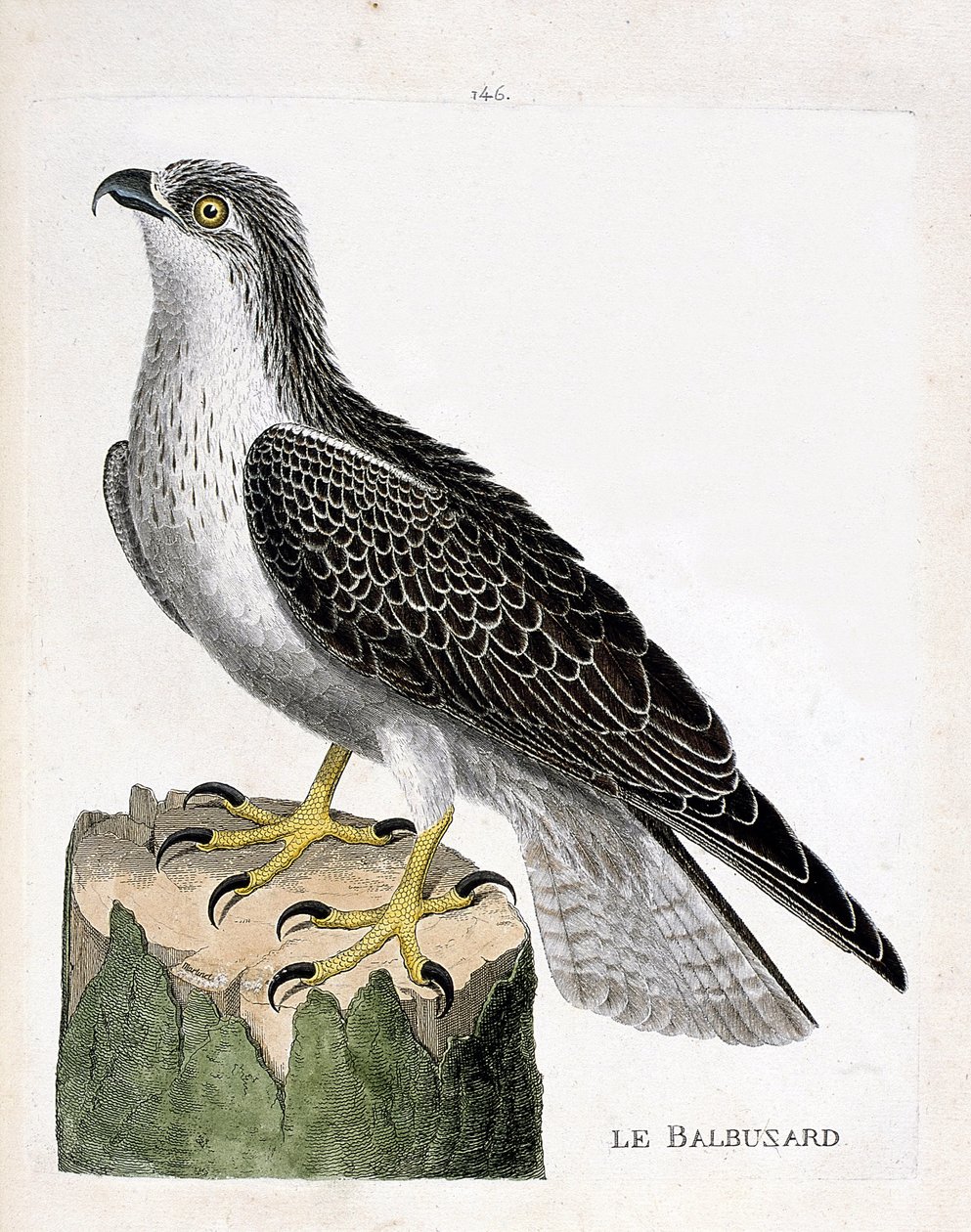 动物学委员会（鸟类学）：鹗（Osprey或pandion haliaetus）。弗朗索瓦-尼古拉-马丁内特（1731-1800）的《鸟类的历史，在它们的外表和敏感方面的绘画》的插图。私人收藏。 作者 弗朗索瓦·尼古拉斯·马丁内
