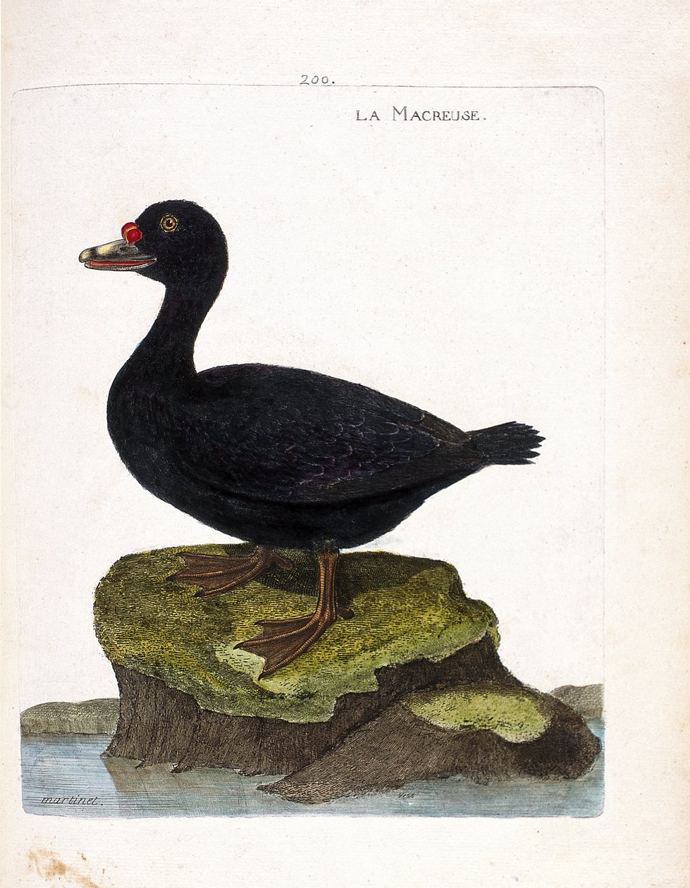 动物学委员会（鸟类学）：scoter（黑scoter或melanitta nigra）。弗朗索瓦-尼古拉-马丁内特（1731-1800）的《鸟类的历史，在它们的外表和敏感方面的绘画》中的插图。私人收藏。 作者 弗朗索瓦·尼古拉斯·马丁内