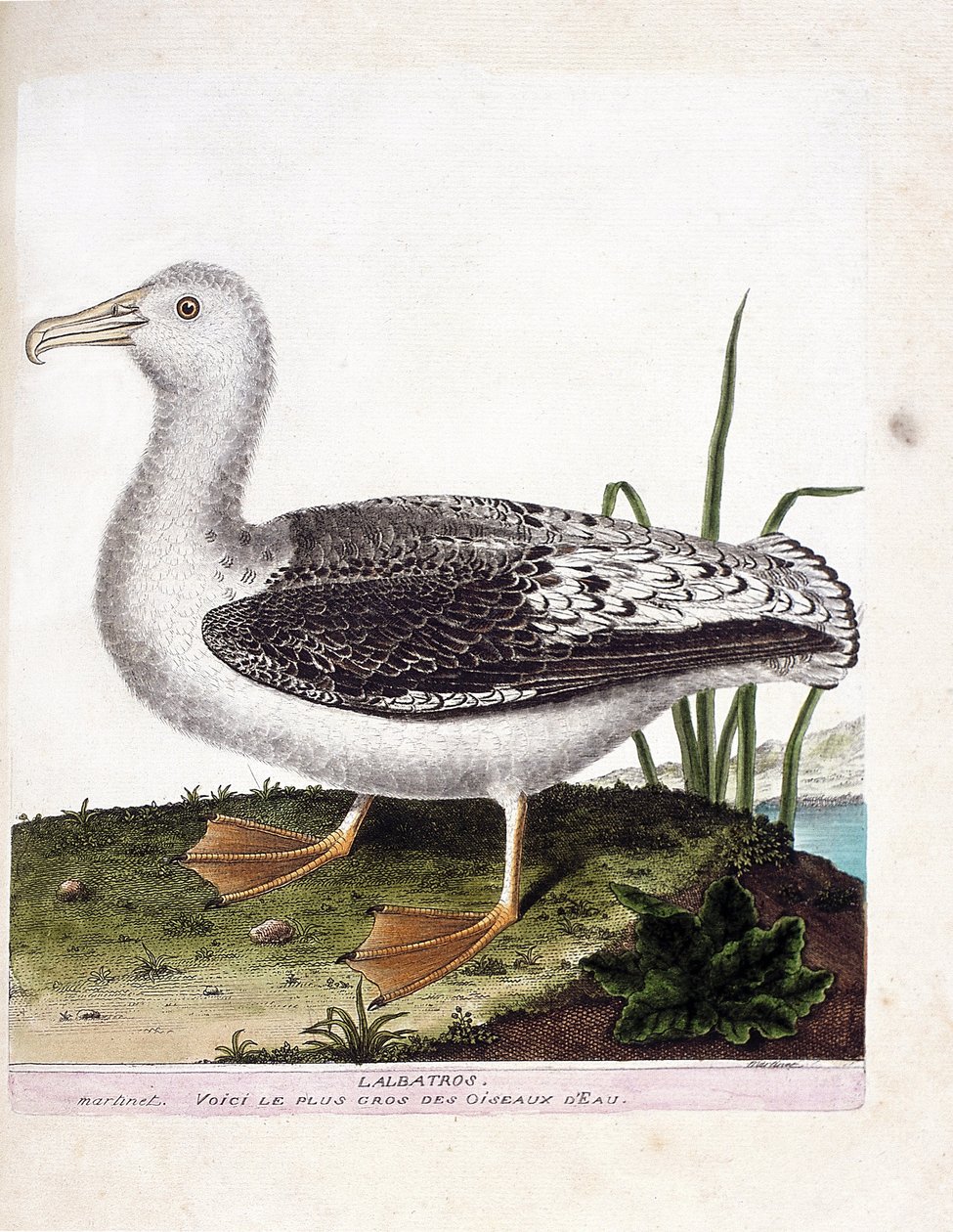 动物学图（鸟类学）。信天翁（Howler albatros或diomedea exulans）。弗朗索瓦-尼古拉-马丁内特（1731-1800）的《鸟类的历史，在它们的出现和敏感方面的绘画》中的插图。私人收藏。 作者 弗朗索瓦·尼古拉斯·马丁内