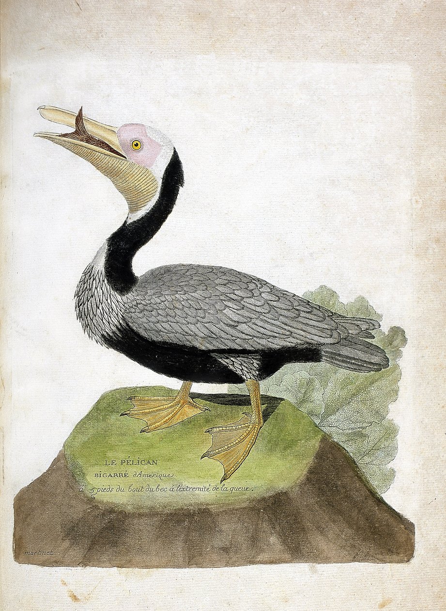 动物学图（鸟类学）。美国大鹈鹕（Pelican brown或pelecanus occidentalis）。弗朗索瓦-尼古拉-马丁内特（1731-1800）的《鸟类的历史，在它们的外观和敏感方面的绘画》中的插图。私人收藏。 作者 弗朗索瓦·尼古拉斯·马丁内
